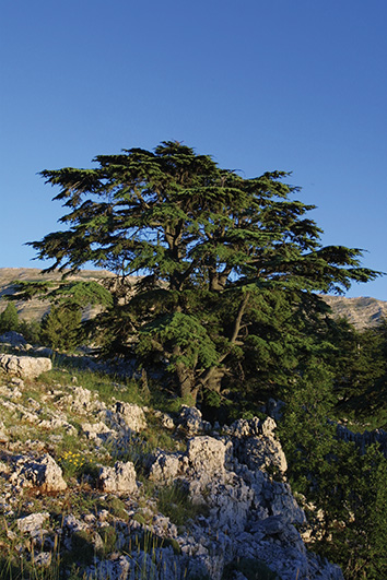 Cedars of Shouf